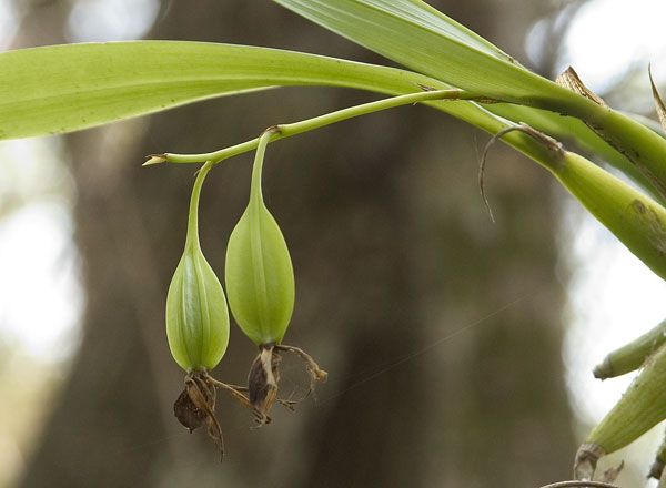 Коробочка с семенами орхидеи